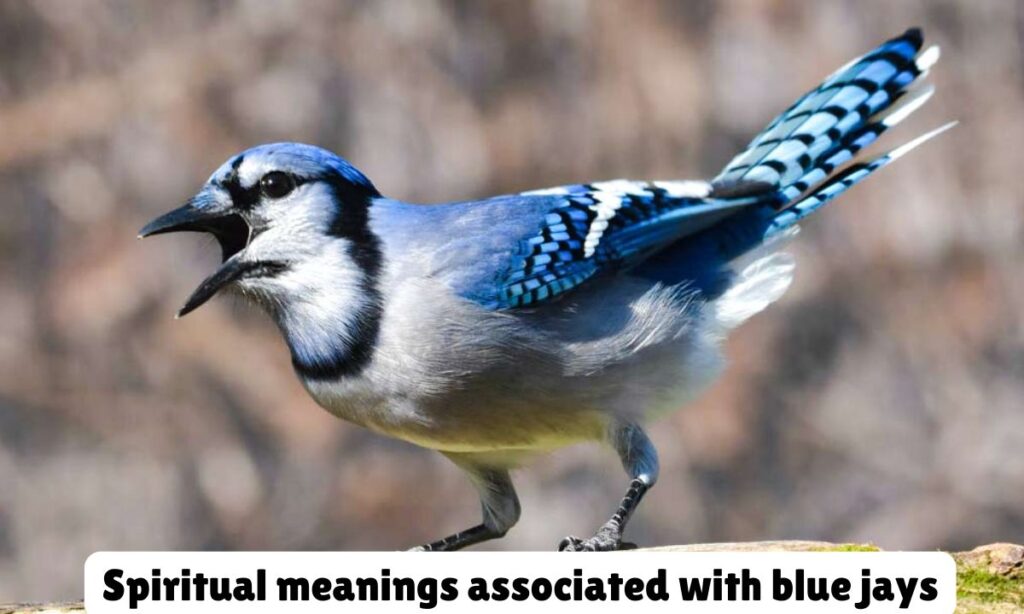 Spiritual meanings associated with blue jays