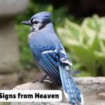 Blue Jay Signs from Heaven