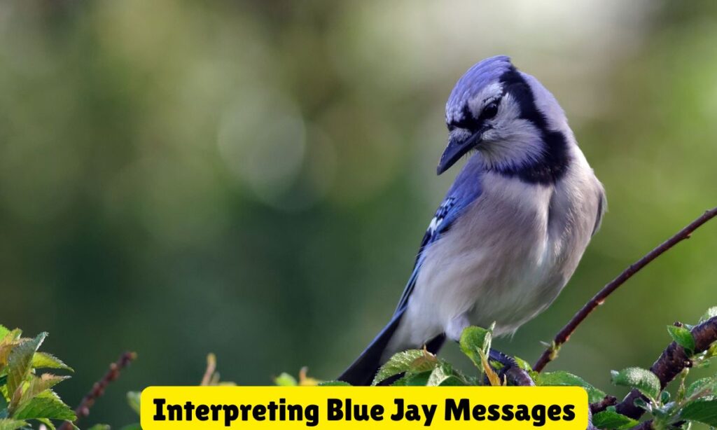 Interpreting Blue Jay Messages