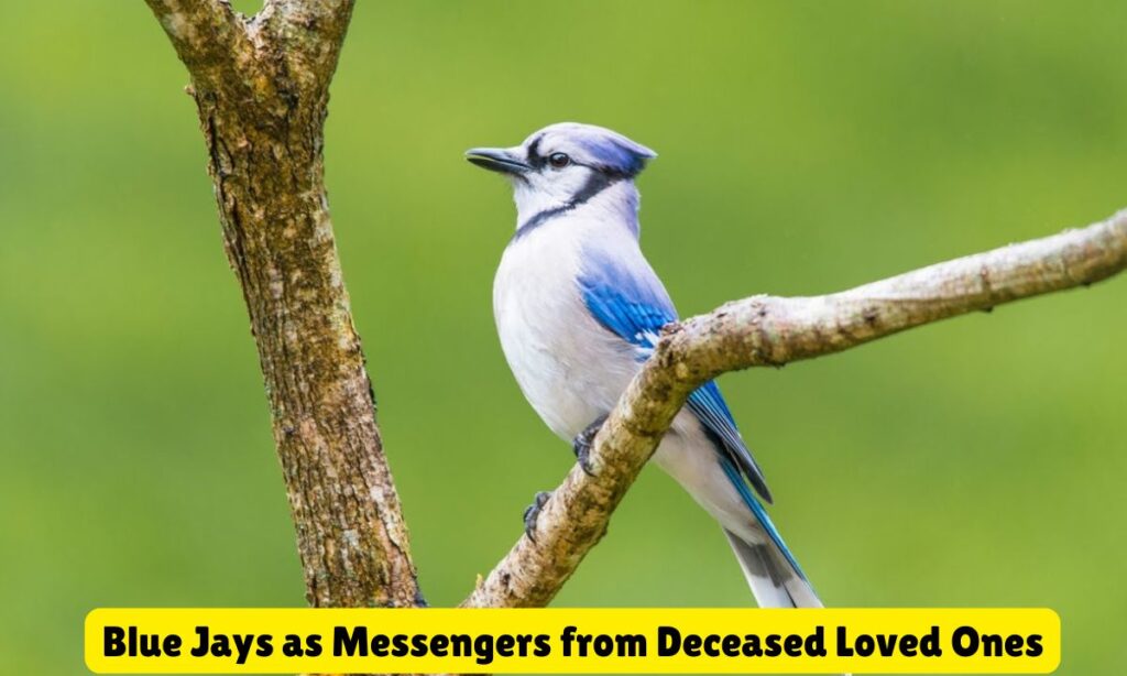 Blue Jays as Messengers from Deceased Loved Ones