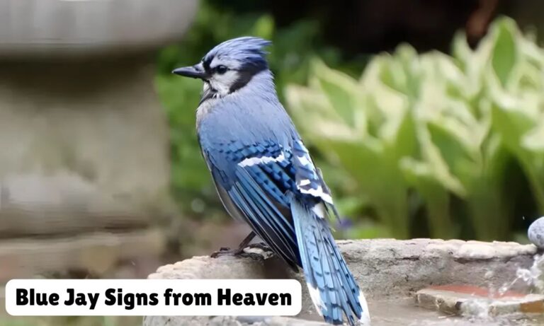 Blue Jay Signs from Heaven