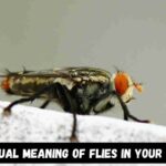 Spiritual Meaning of Flies in Your House