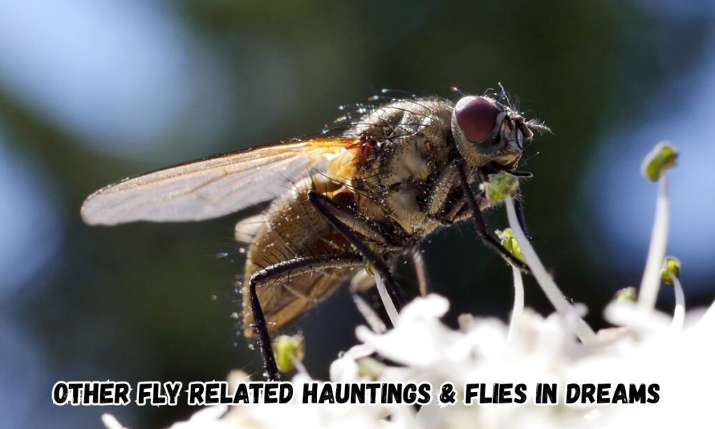 Other Fly Related Hauntings & Flies in Dreams