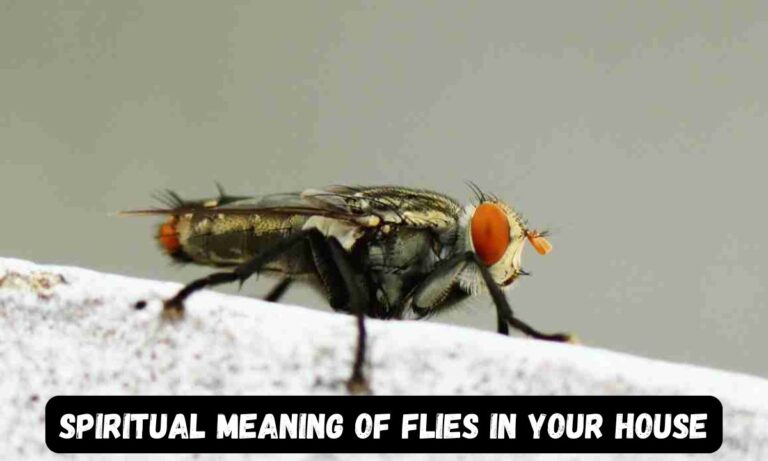 Spiritual Meaning of Flies in Your House