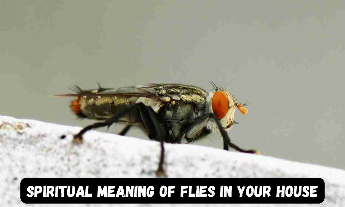 Spiritual Meaning of Flies in Your House