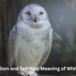 Symbolism and Spiritual Meaning of White Owls