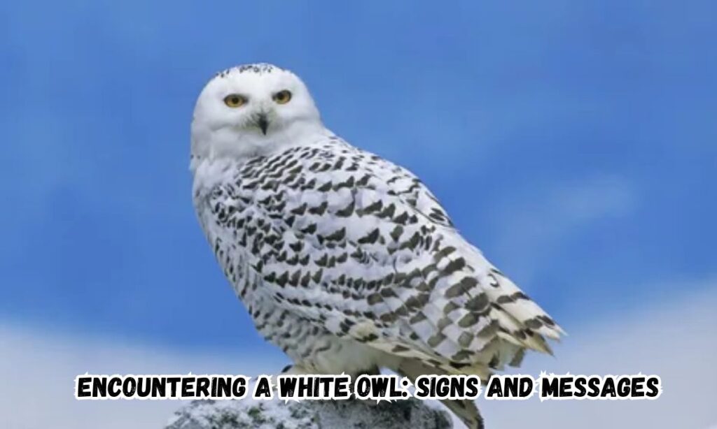 Encountering a White Owl: Signs and Messages