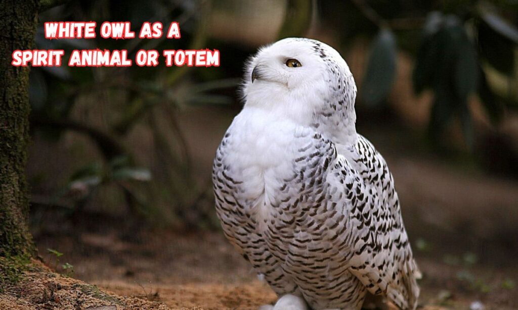 White Owl as a Spirit Animal or Totem