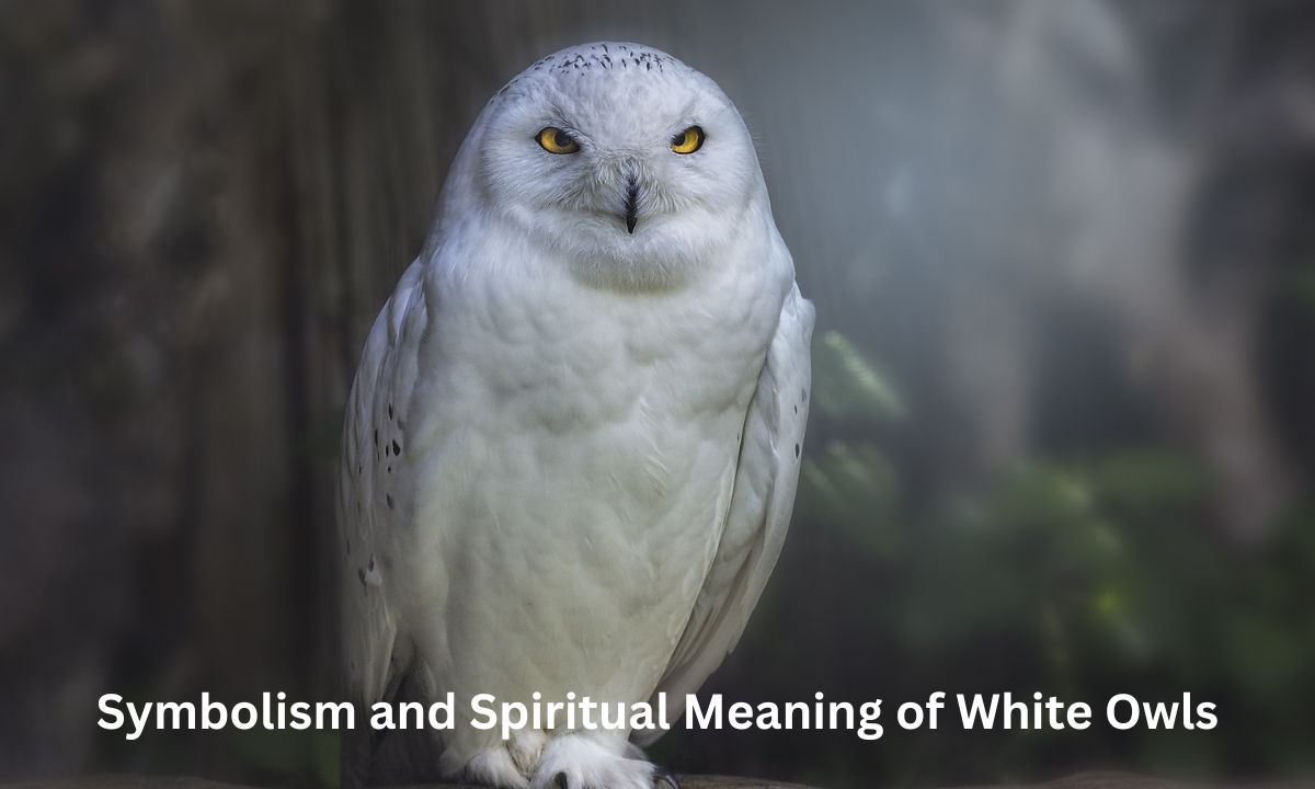 Symbolism and Spiritual Meaning of White Owls
