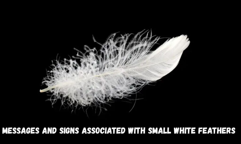 Messages and Signs Associated with Small White Feathers
