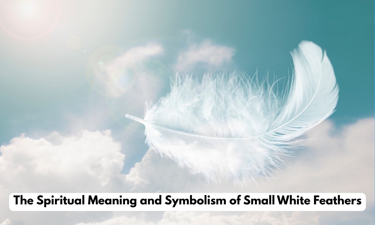 The Spiritual Meaning and Symbolism of Small White Feathers